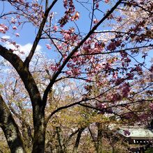 境内の八重桜は満開だった