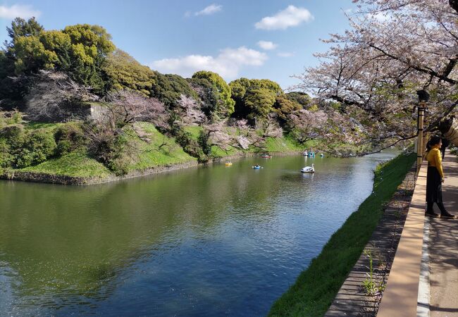 日本有数の桜の名所である千鳥ヶ淵緑道