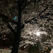 桜が綺麗