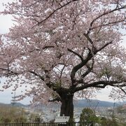 落語家の林家たい平師匠ゆかりの立派な桜の木