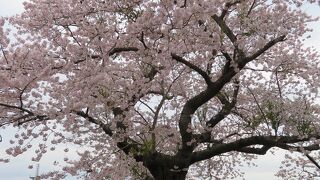 たい平桜