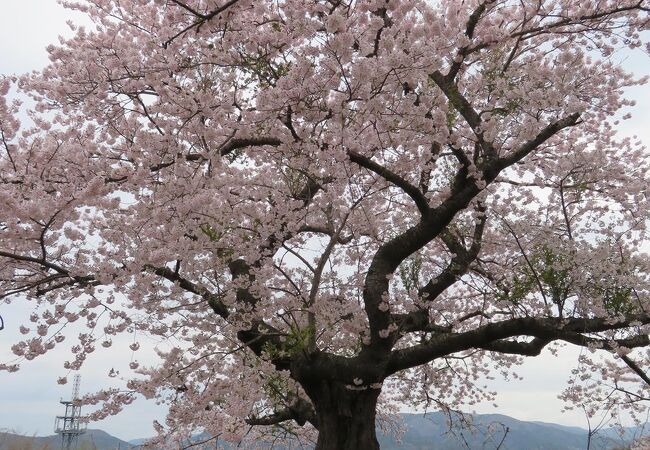 たい平桜