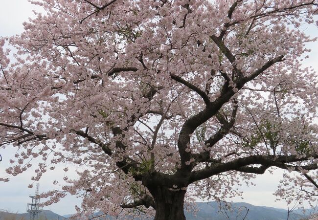 落語家の林家たい平師匠ゆかりの立派な桜の木