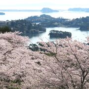 桜の季節に松島に来たら、この公園で桜の花＋松島湾の眺めも楽しみましょう