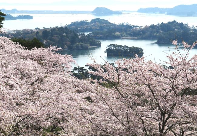 桜の季節に松島に来たら、この公園で桜の花＋松島湾の眺めも楽しみましょう