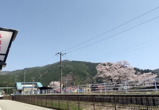 高山の1駅手前の駅から臥龍桜を愛でる
