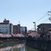市内きっての桜の名所です。