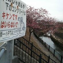 逆川周辺に植えられた桜並木です。