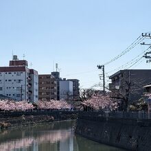 満開には少し早いですが、井土ヶ谷辺りから川沿いを歩きます。