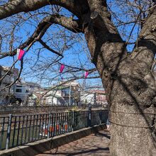 弘明寺近くには古木が多く、これはもう大木ですね＾＾