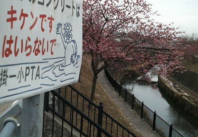 3月上旬から一足早い春気分を楽しめる桜