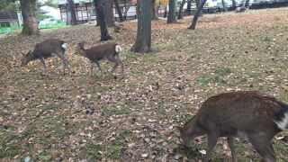 奈良公園、奈良市内にある鹿で有名な公園