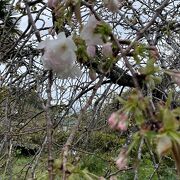 新種しだれ桜には少し早かった。