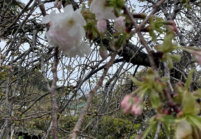 新種しだれ桜には少し早かった。