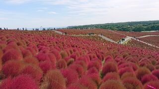 コキアがきれいでした