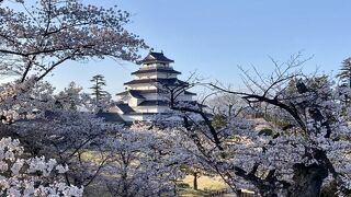 桜が綺麗でした。