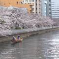 お江戸深川さくらまつり