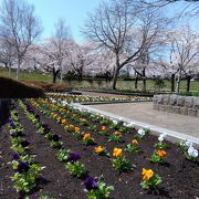 桜の名所