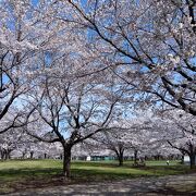 春の桜か見事