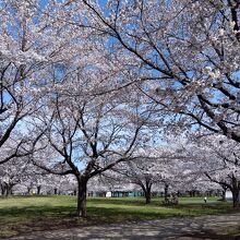 新井田公園