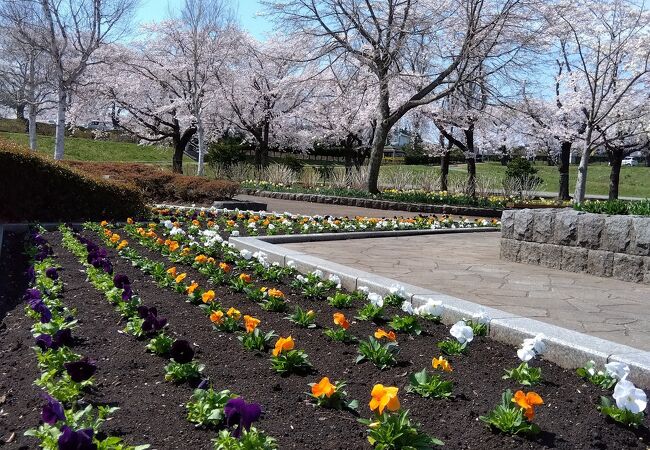 桜の名所