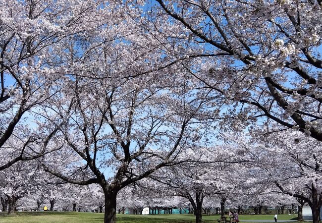 新井田公園