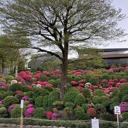 ４月はつつじ祭り