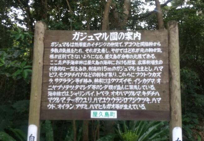 波の音を聞きながら散策できます