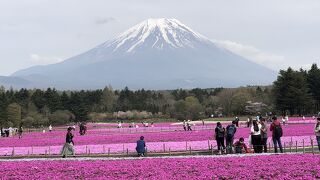 今年の見頃は早い＊富士芝桜まつり2023＊