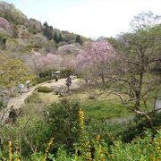 春の牧野植物園