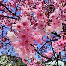 北門付近のとても綺麗な満開の桜
