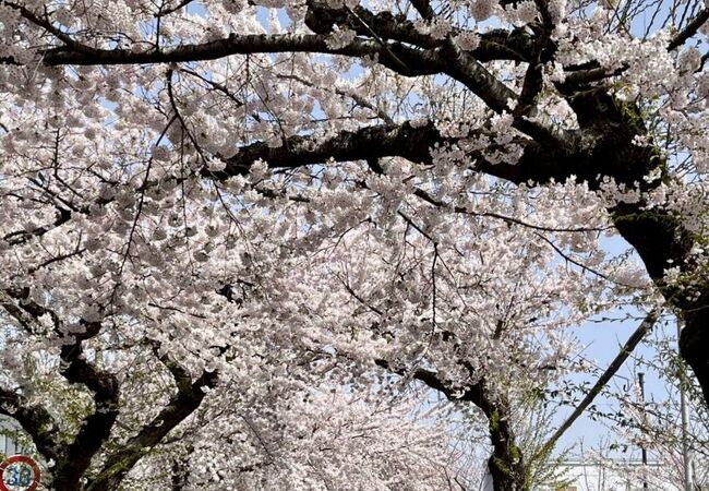 桜が満開です！