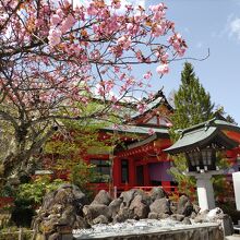 拝殿と桜が青空に映えてとても綺麗。