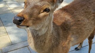 鹿とふれあう
