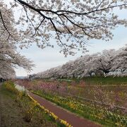 桜以外の花も見られカラフルだった