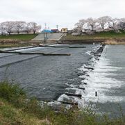 桜と蔵王連山が一望できる