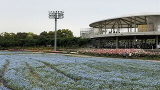 花が今年は早いです。