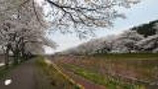 桜以外の花も見られカラフルだった