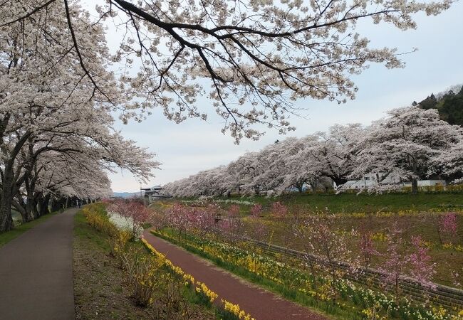 桜以外の花も見られカラフルだった