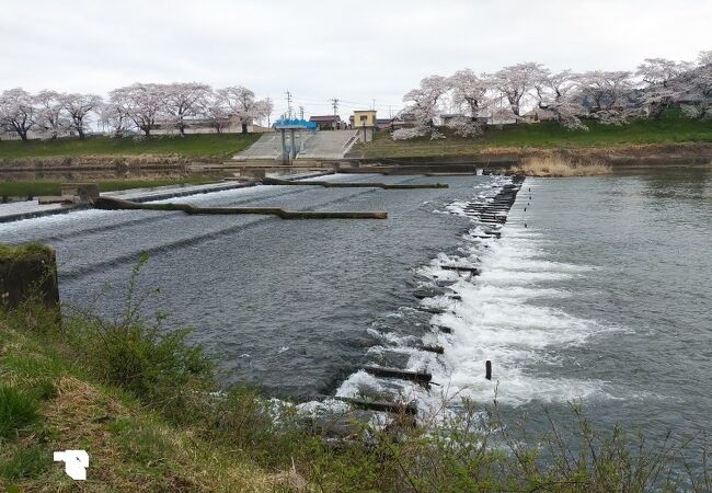 桜と蔵王連山が一望できる