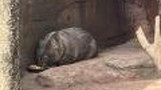 さくっと簡単にオーストラリアの動物を見たいならここ