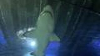 ケリー タールトンズ シーライフ水族館