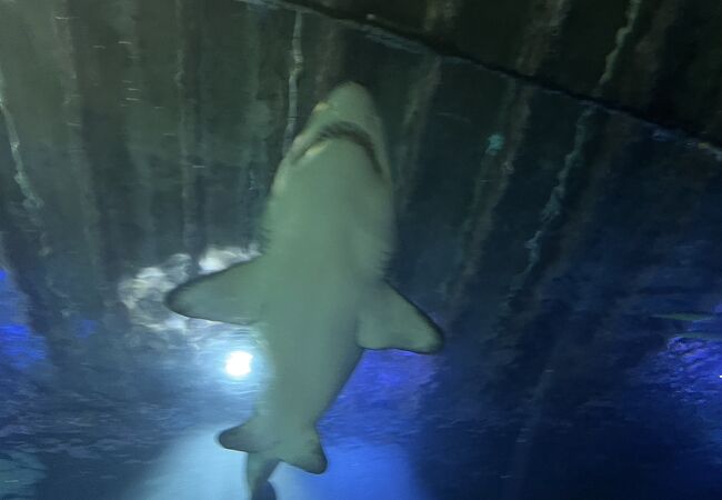 ケリー タールトンズ シーライフ水族館