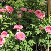 1ヵ月早い満開の牡丹の花