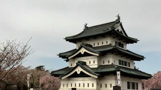 弘前公園の桜は世界一！