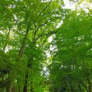 新緑が綺麗な世界遺産の森です