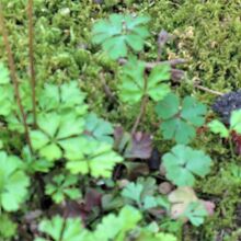 バイカオウレン