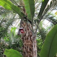 温室もあります