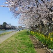 桜と菜の花が共演