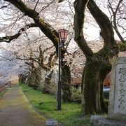 松川から続く美しい桜並木